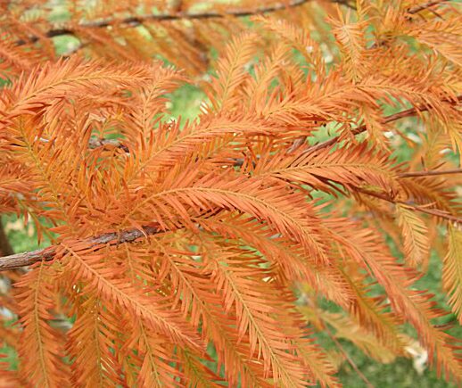 Bald Cypress Quart Pot -  Hardy Deciduous Conifer Tree - Image 4