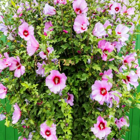 Minerva Rose of Sharon - Quart Pot - Hardy Hibiscus Shrub - Purple Blooms - Image 2