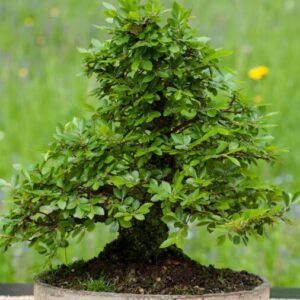 5 Chinese Lacebark Elm Bareroot Seedlings - 1 to 2 Ft - Hardy Tree