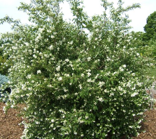 Mock Orange Minnesota Snowflake - Quart Pot - Fragrant Shrub - Image 2