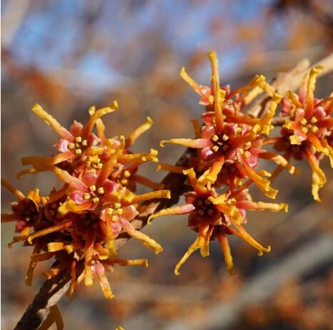 2 Witch Hazel Bare Root Seedlings 1-2’ - Hardy Fall-Blooming Shrub