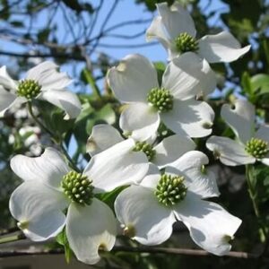 Alternative view of White Flowering Dogwood Quart Pot - Hardy Ornamental Tree