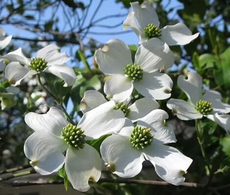 White Flowering Dogwood Quart Pot - Hardy Ornamental Tree - Image 2