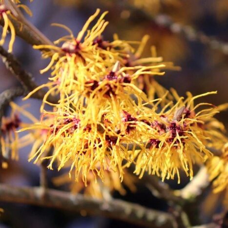 2 Witch Hazel Bare Root Seedlings 1-2’ - Hardy Fall-Blooming Shrub - Image 2