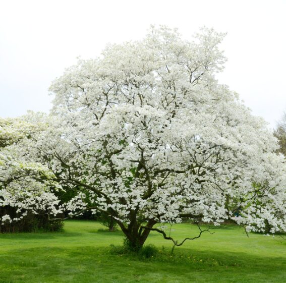 White Flowering Dogwood Quart Pot - Hardy Ornamental Tree