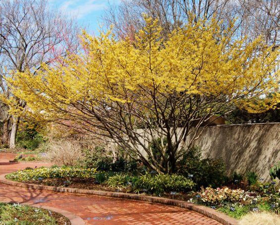 2 Witch Hazel Bare Root Seedlings 1-2’ - Hardy Fall-Blooming Shrub - Image 3