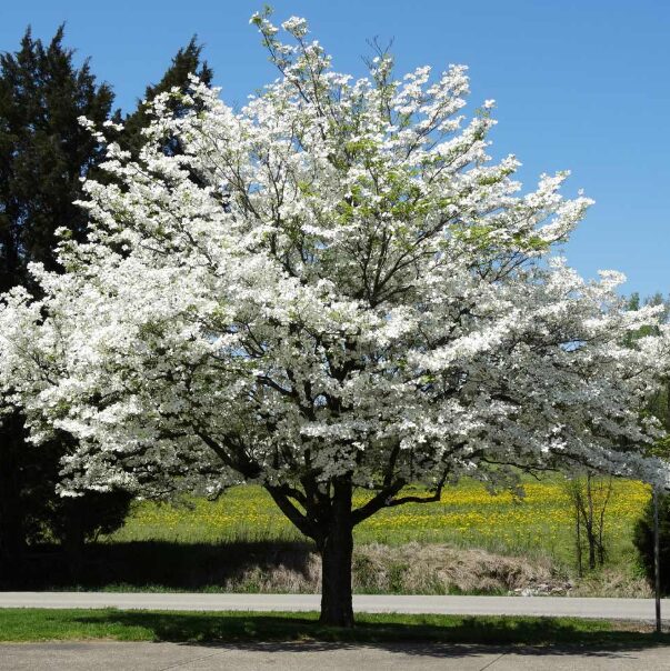 White Flowering Dogwood Quart Pot - Hardy Ornamental Tree - Image 4