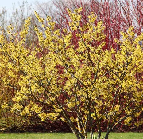 2 Witch Hazel Bare Root Seedlings 1-2’ - Hardy Fall-Blooming Shrub - Image 4