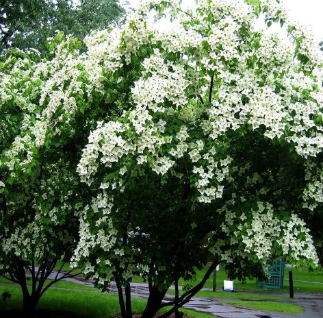 5 Kousa Flowering Dogwood Bareroot Seedlings - 12-24” - Hardy & Ornamental - Image 2