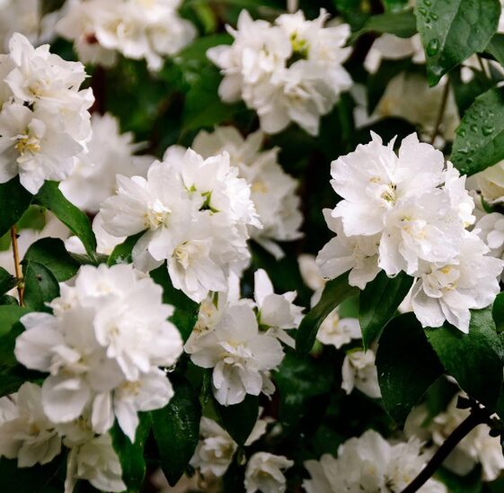 Mock Orange Minnesota Snowflake - 1 Gallon Pot - Fragrant White Blooms