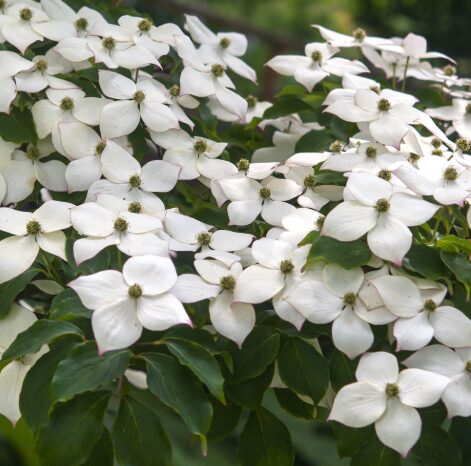 5 Kousa Flowering Dogwood Bareroot Seedlings - 12-24” - Hardy & Ornamental