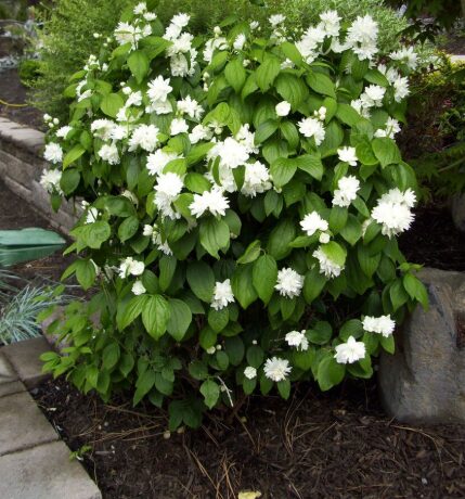 Mock Orange Minnesota Snowflake - 1 Gallon Pot - Fragrant White Blooms - Image 3