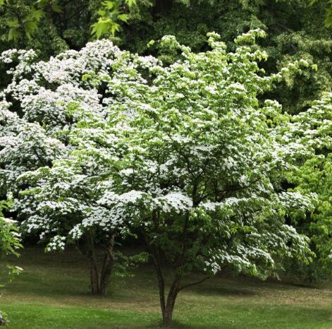 5 Kousa Flowering Dogwood Bareroot Seedlings - 12-24” - Hardy & Ornamental - Image 4