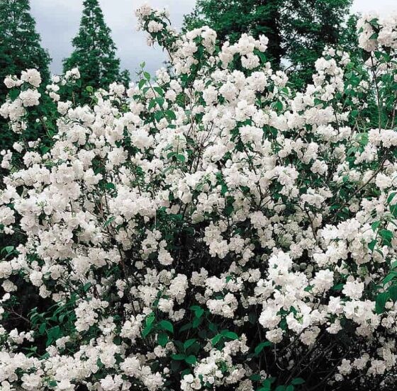 Mock Orange Minnesota Snowflake - 1 Gallon Pot - Fragrant White Blooms - Image 4