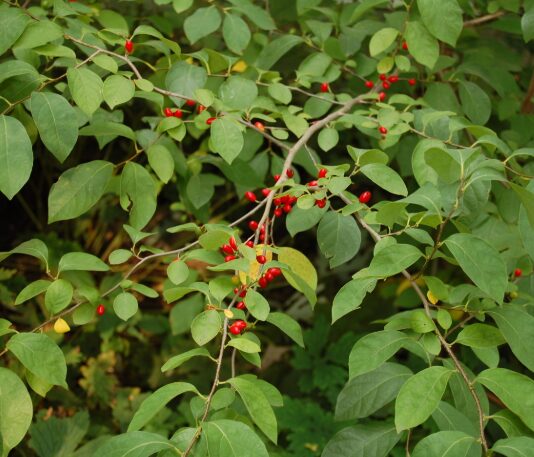 2 Spice Bush Bareroot Seedlings 1-2’ - Native & Fragrant Shrub