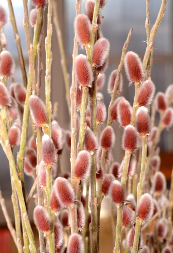 French Pussy Willow Bare Root Cuttings 1-2’ – Fast Growing & Hardy