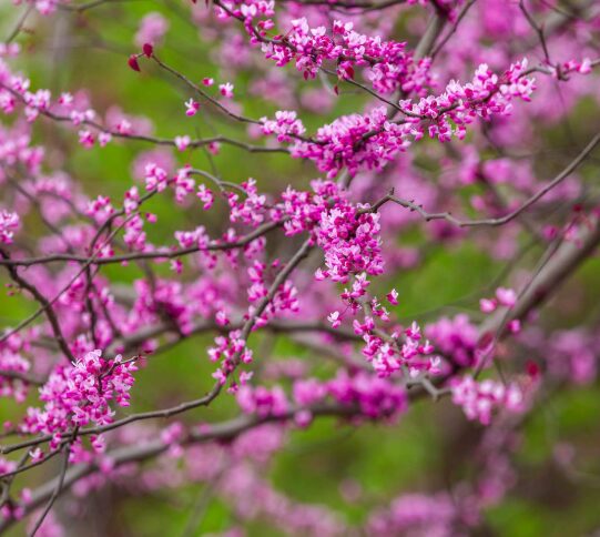 5 Eastern Red Bud Bareroot Seedlings - 6-18” - Fast-Growing - Image 4