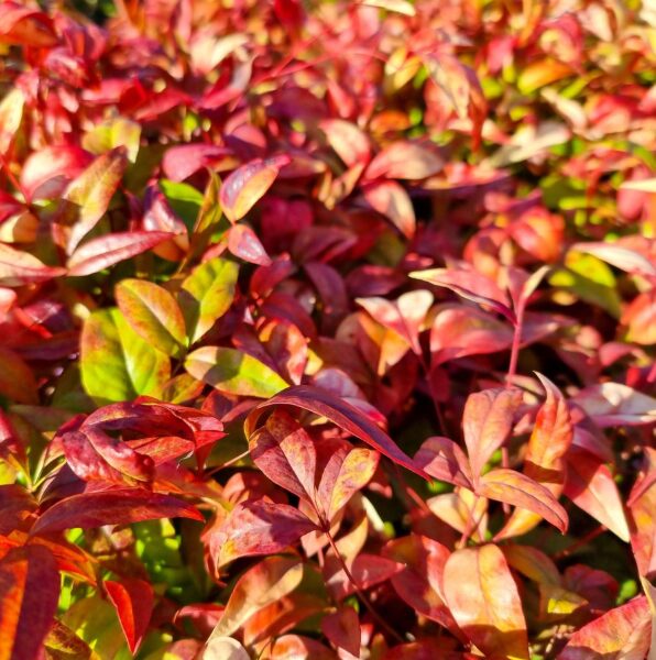 Dwarf Nandina – Starter Plant – 2.5” Pot – Hardy Ornamental Shrub - Image 3