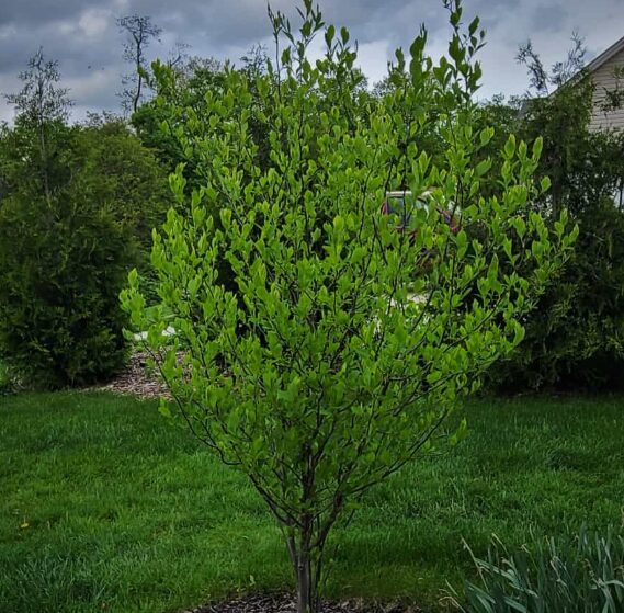 2 Spice Bush Bareroot Seedlings 1-2’ - Native & Fragrant Shrub - Image 3