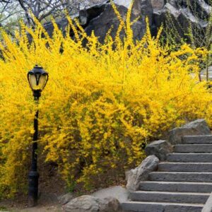 Alternative view of Lynwood Gold Forsythia - 1 Gallon Pot - Hardy Yellow Flowering Shrub