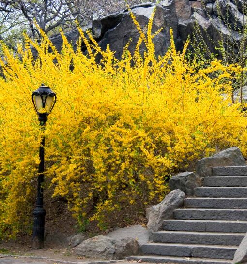 Lynwood Gold Forsythia - 1 Gallon Pot - Hardy Yellow Flowering Shrub - Image 2
