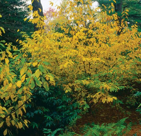 2 Spice Bush Bareroot Seedlings 1-2’ - Native & Fragrant Shrub - Image 4