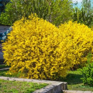Lynwood Gold Forsythia - 1 Gallon Pot - Hardy Yellow Flowering Shrub