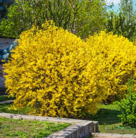 Lynwood Gold Forsythia - 1 Gallon Pot - Hardy Yellow Flowering Shrub