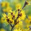 Witch Hazel Shrub - Quart Pot - Hardy Fall Blooms - Deciduous