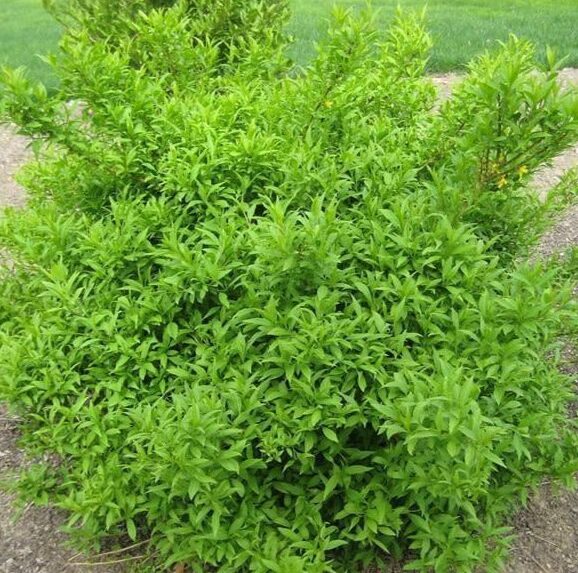 Lynwood Gold Forsythia - 1 Gallon Pot - Hardy Yellow Flowering Shrub - Image 4