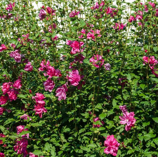 Red Rose of Sharon Althea - 1 Gallon Pot - Hardy Flowering Shrub - Image 2