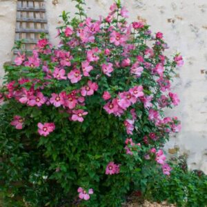 Aphrodite Rose of Sharon - 1 Gallon Pot - Hardy Flowering Shrub