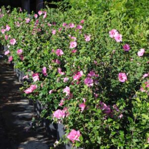Alternative view of Aphrodite Rose of Sharon - 1 Gallon Pot - Hardy Flowering Shrub