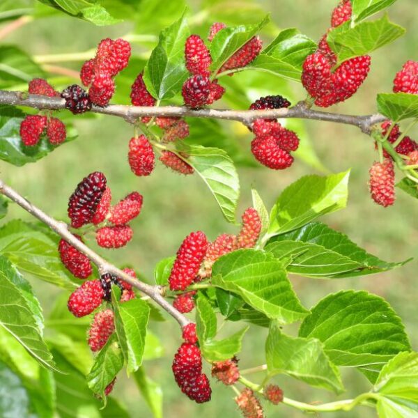 5 Red Mulberry Bareroot Seedlings 12-18” - Hardy Fruit Trees