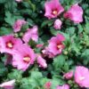 Aphrodite Rose of Sharon Althea - Quart Pot - Hibiscus Syriacus