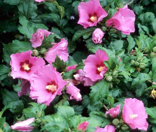 Aphrodite Rose of Sharon Althea - Quart Pot - Hibiscus Syriacus