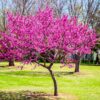 Eastern Red Bud Quart Pot - Vibrant Pink Flowering Ornamental Tree