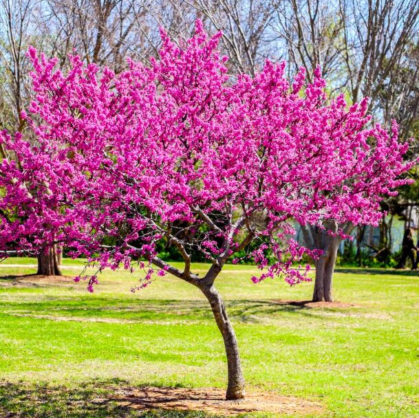 Eastern Red Bud Quart Pot - Vibrant Pink Flowering Ornamental Tree