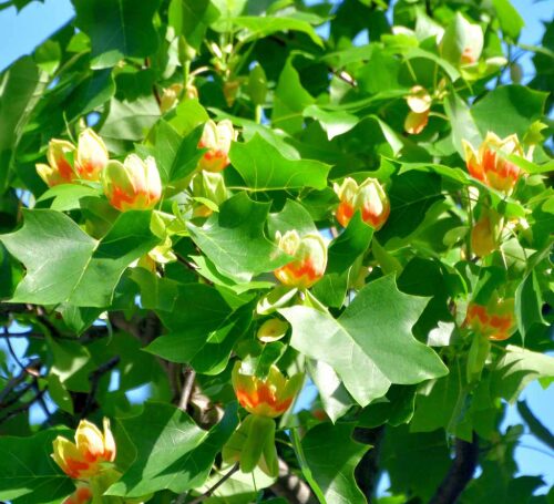 Tulip Poplar Tree - Quart Pot - Fast-Growing Shade Tree - USDA Zones 4-9