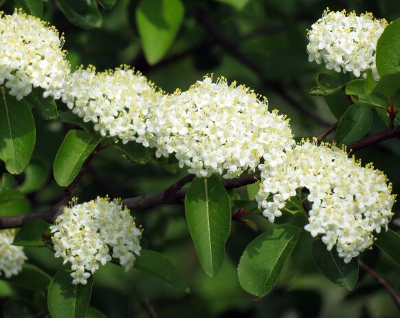 2 Native Black Haw Viburnum Bare Root - 1-2 Ft Hardy Ornamental Shrub