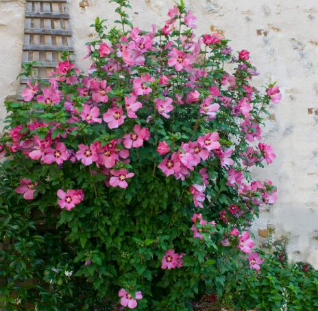 Aphrodite Rose of Sharon Althea - Quart Pot - Hibiscus Syriacus - Image 2