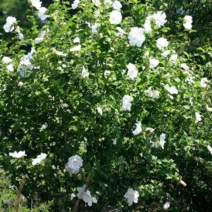 Alternative view of Diana Rose of Sharon Althea - 1 Gallon Pot - White Flowering Shrub