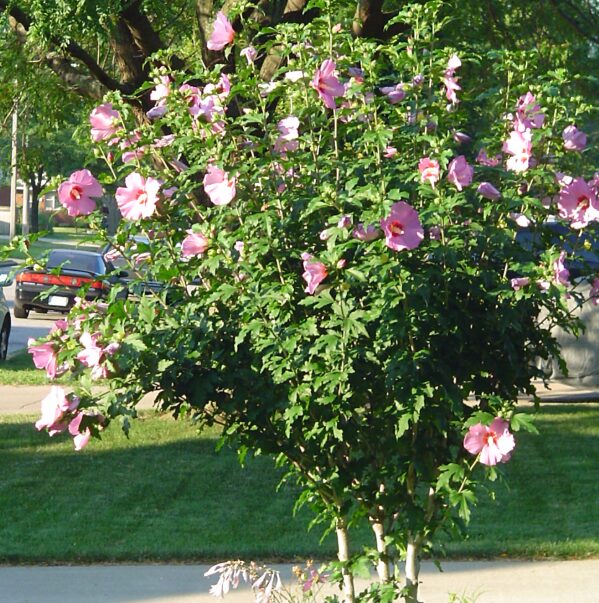 Aphrodite Rose of Sharon Althea - Quart Pot - Hibiscus Syriacus - Image 4