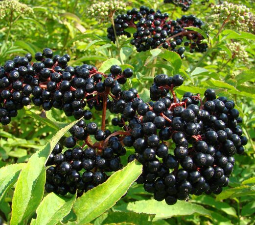 Elderberry Sambucus Quart Pot - Hardy Perennial Shrub - 12-18”