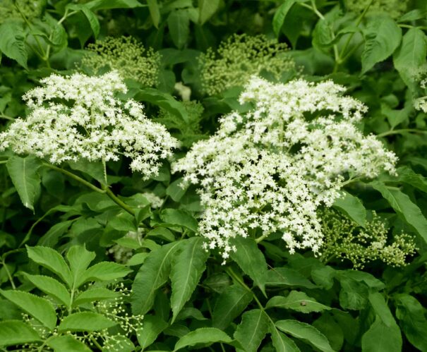 Elderberry Sambucus Quart Pot - Hardy Perennial Shrub - 12-18” - Image 5