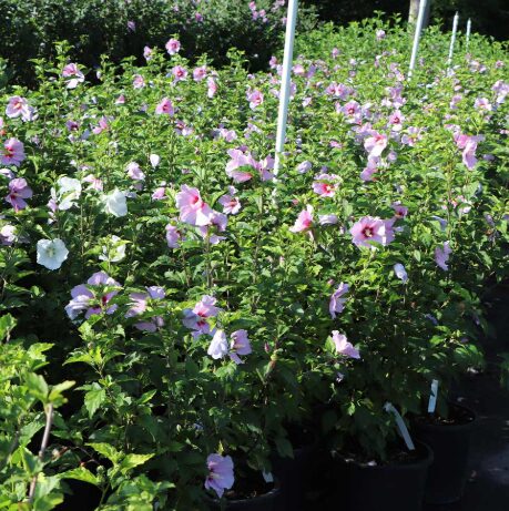 Minerva Rose of Sharon Althea - 1 Gallon Pot - Hardy Hibiscus Shrub - Image 2