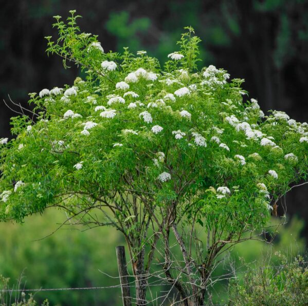 Elderberry Sambucus Quart Pot - Hardy Perennial Shrub - 12-18” - Image 4