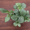 White Nerve Fittonia Plant - 2 Inch Potted Indoor Plant