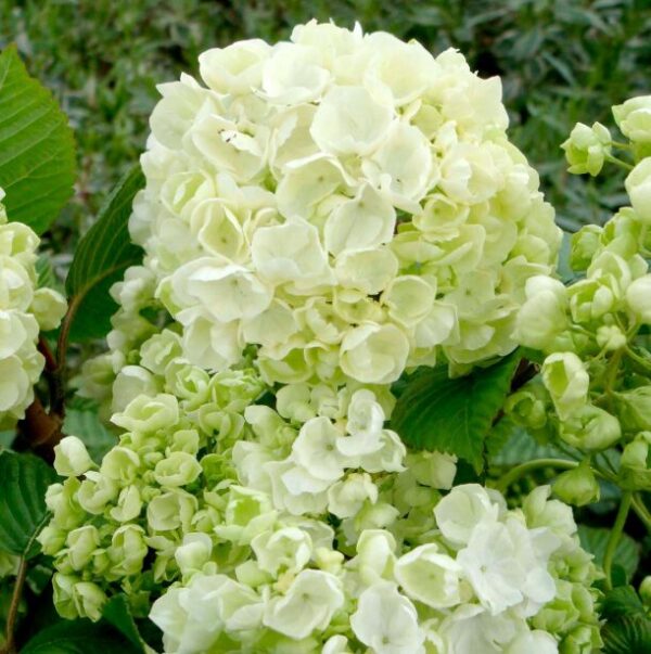 Japanese Snowball Shrub - Viburnum plicatum 'Popcorn' - Starter Plant 7-inch