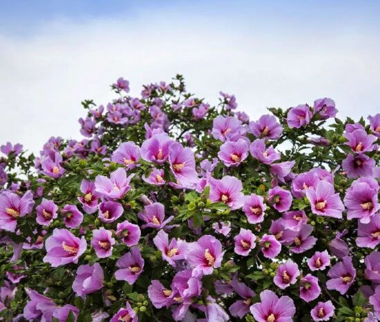Minerva Rose of Sharon - Quart Pot - Hardy Hibiscus Syriacus Shrub - Image 4
